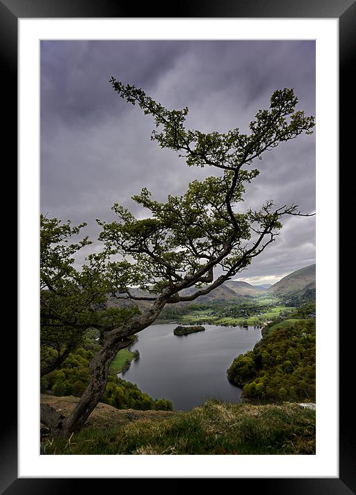 Tree over Grassmere Framed Mounted Print by Stephen Mole