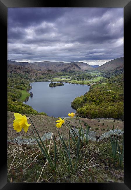 Daffodils over Grassmere Framed Print by Stephen Mole