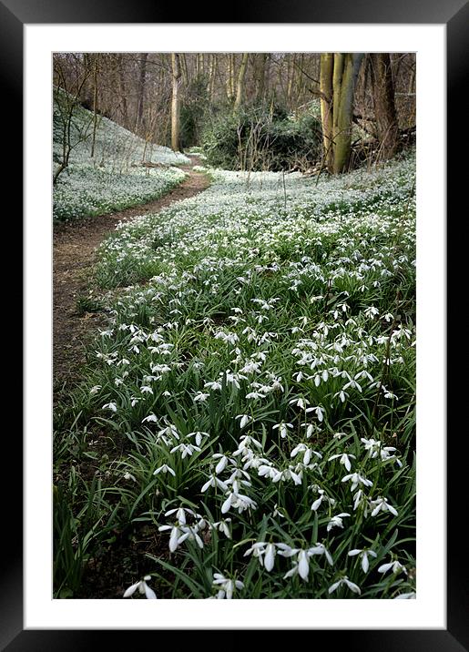 Snowdrops and spring are back! Framed Mounted Print by Stephen Mole