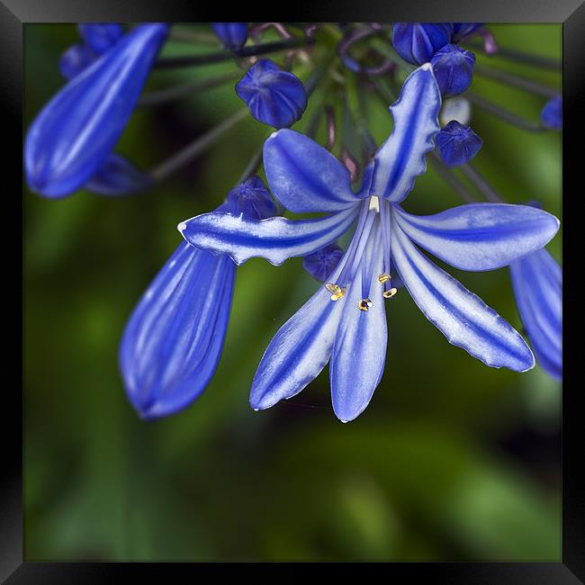 Blue Agapanthus - square Framed Print by Stephen Mole