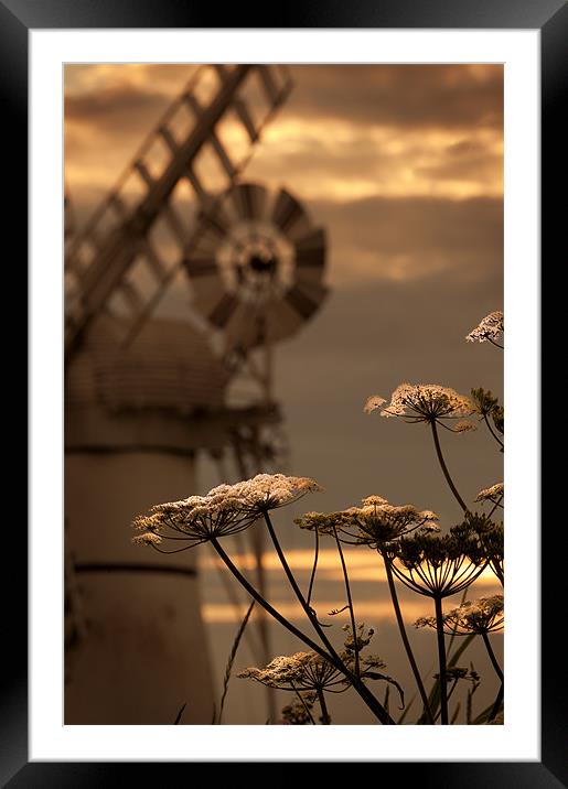 Hog weed at Thurne Framed Mounted Print by Stephen Mole