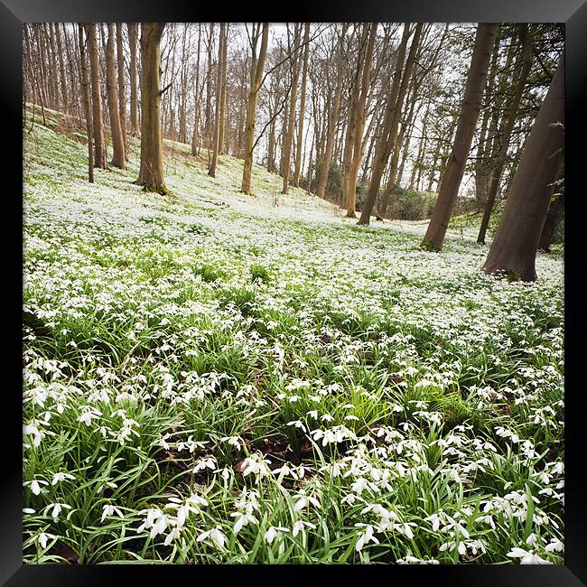 Snowdrops in the woods Framed Print by Stephen Mole
