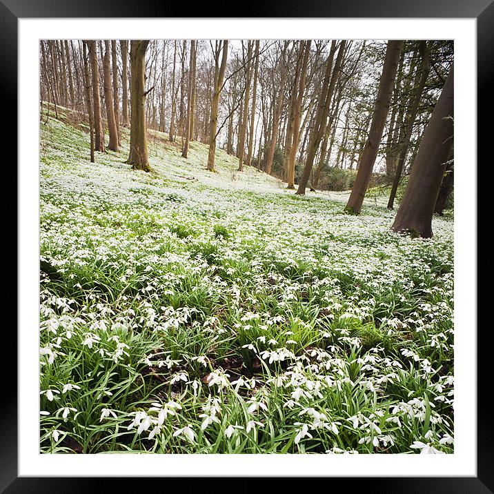 Snowdrops in the woods Framed Mounted Print by Stephen Mole