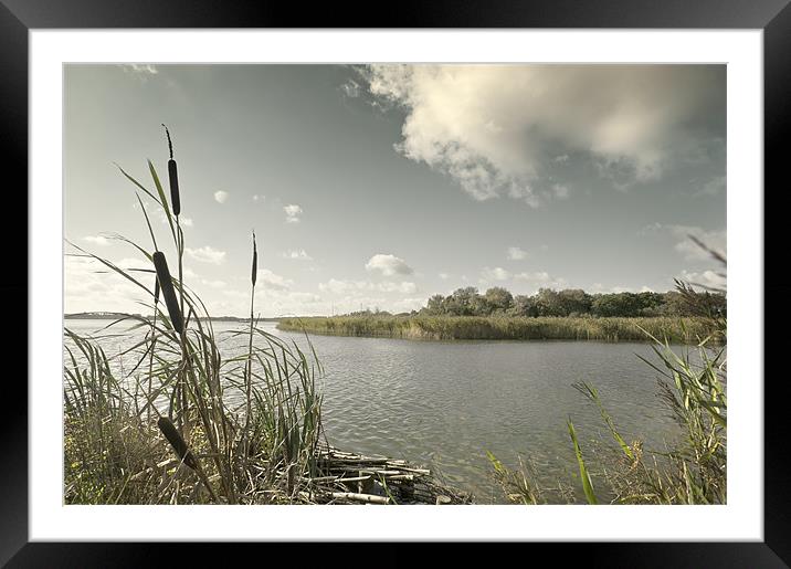 Bull Rushes Framed Mounted Print by Stephen Mole