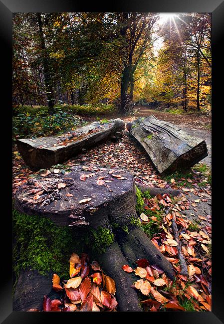 Stumps and trunks Framed Print by Stephen Mole