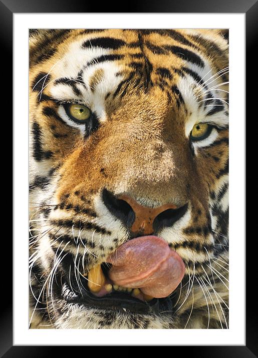 Wanna lick? Framed Mounted Print by Stephen Mole