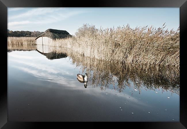 Lonesome duck Framed Print by Stephen Mole