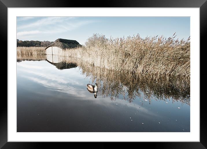 Lonesome duck Framed Mounted Print by Stephen Mole