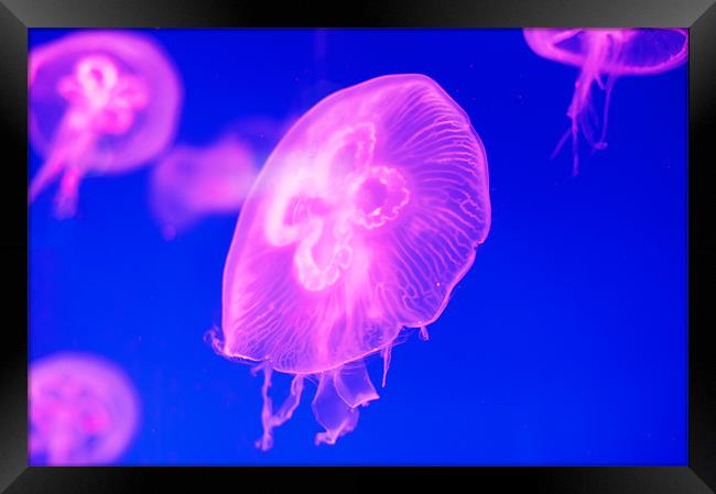 Pink Jellyfish Framed Print by Stephen Mole