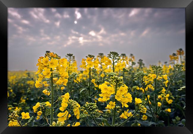 Oil seed rape Framed Print by Stephen Mole