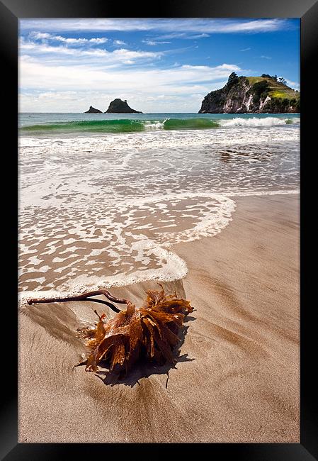 Seaweed on a seashore Framed Print by Stephen Mole