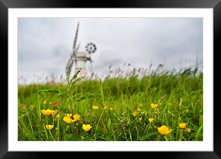 Buttercup windmill Framed Mounted Print by Stephen Mole