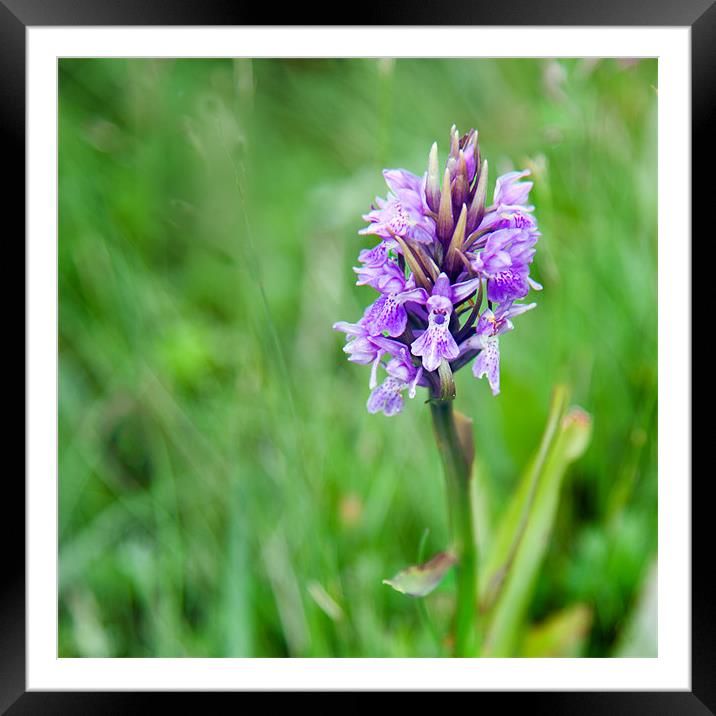 Common Orchid Framed Mounted Print by Stephen Mole