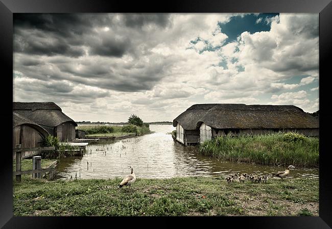 Geese at Hickling Framed Print by Stephen Mole