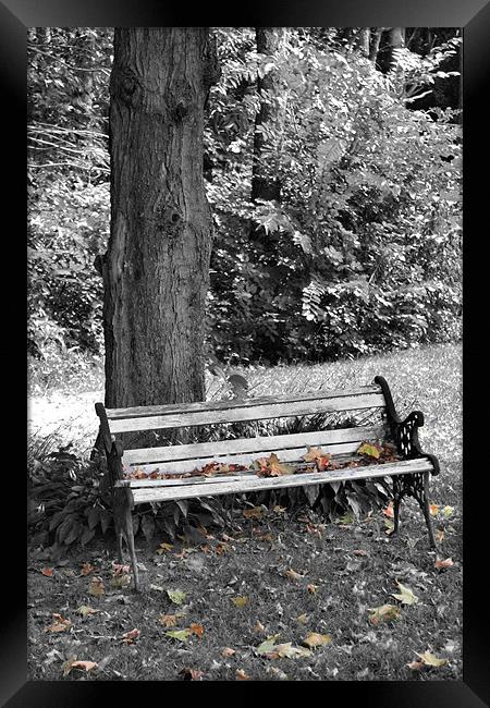 Lonely Autumn Bench Framed Print by Jean Scott