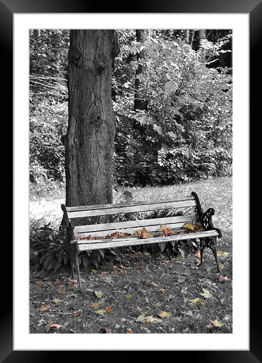 Lonely Autumn Bench Framed Mounted Print by Jean Scott