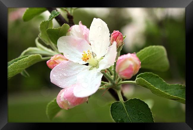 Apple Blossom Framed Print by Jean Scott