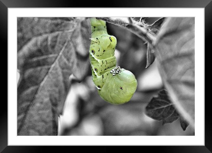Tomato Worm Framed Mounted Print by Jean Scott