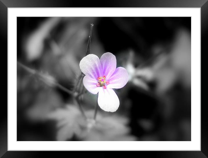 Tiny Pink Flower Framed Mounted Print by Pete Holloway