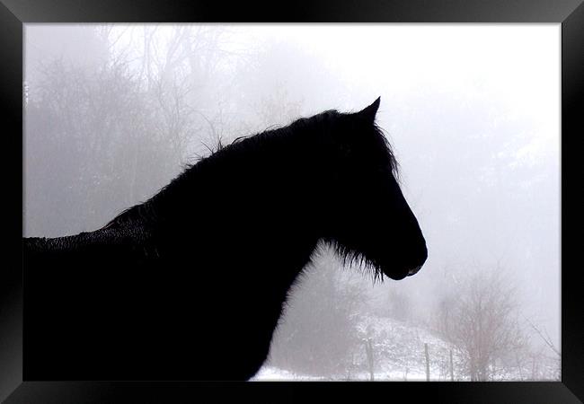 Horse in snowy field Framed Print by Pete Holloway