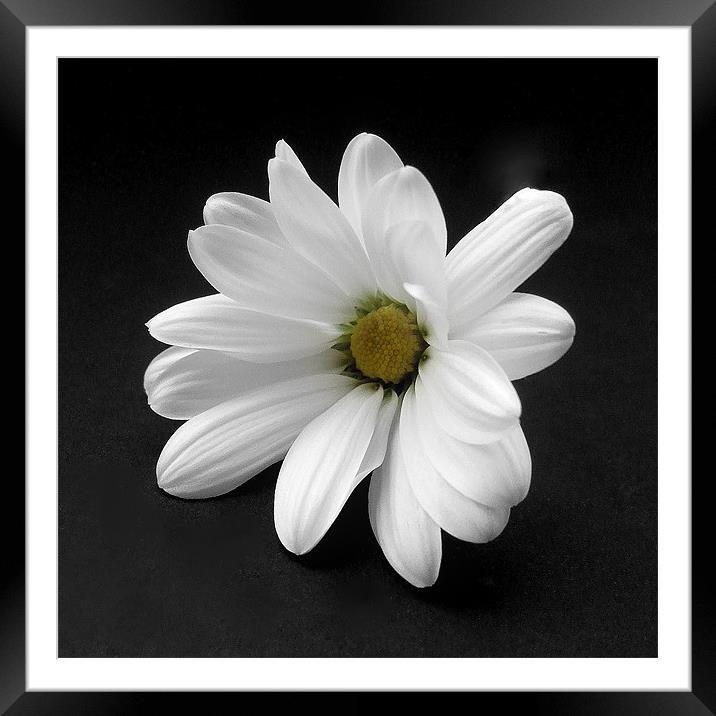 White Chrysanthmum Framed Mounted Print by Pete Holloway