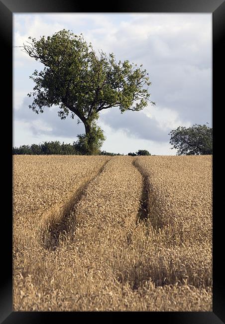 Tracks in the Corn Framed Print by Nigel Walker