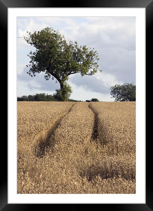 Tracks in the Corn Framed Mounted Print by Nigel Walker