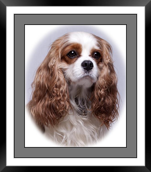 Cavalier King Charles Spaniel Framed Mounted Print by Giovanni Pasta