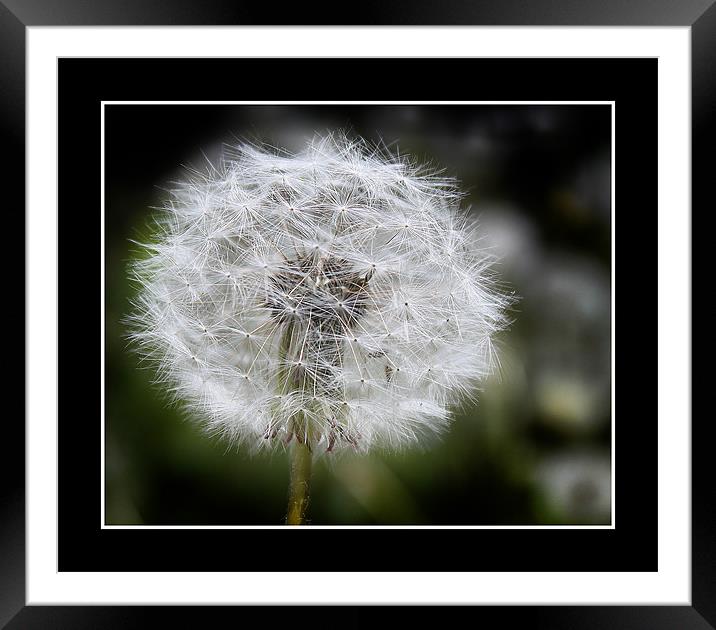 Dandelion Clock Framed Mounted Print by Giovanni Pasta