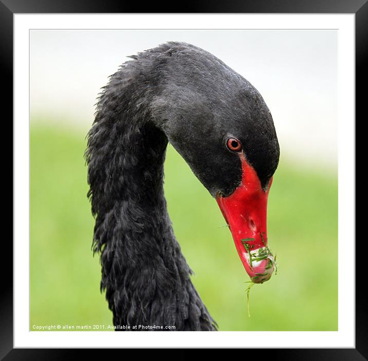 Black Swan Framed Mounted Print by allen martin