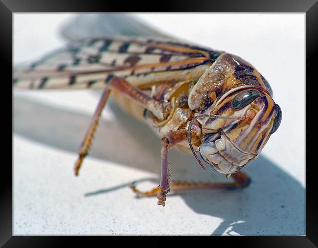 Grasshopper Framed Print by allen martin