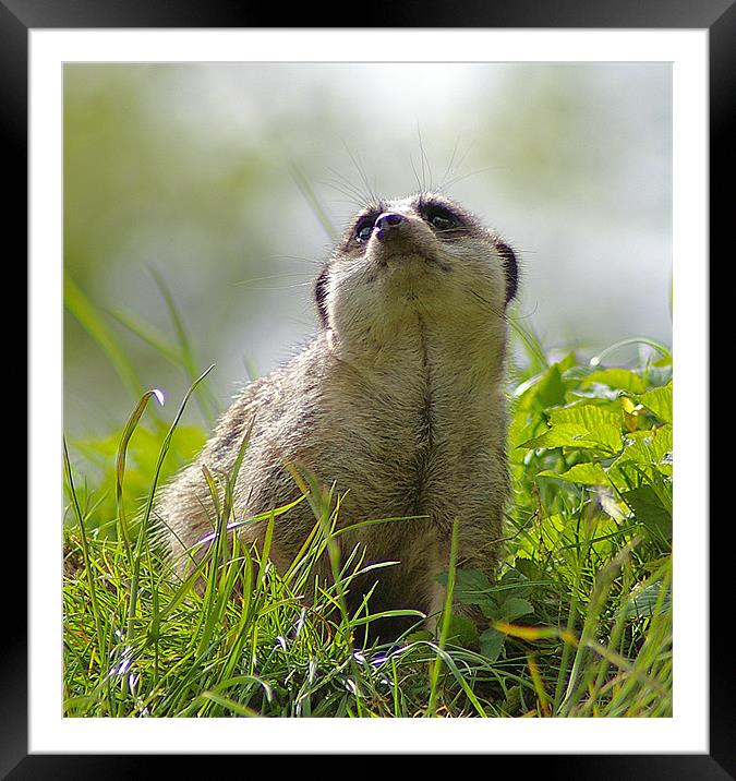 Compare the Meerkat Framed Mounted Print by allen martin