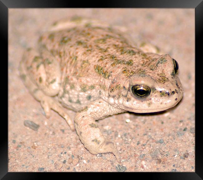 Desert frog Framed Print by allen martin