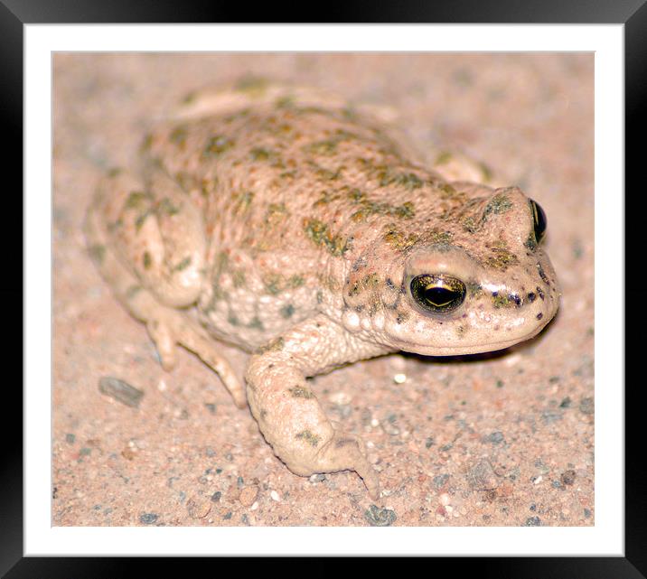 Desert frog Framed Mounted Print by allen martin