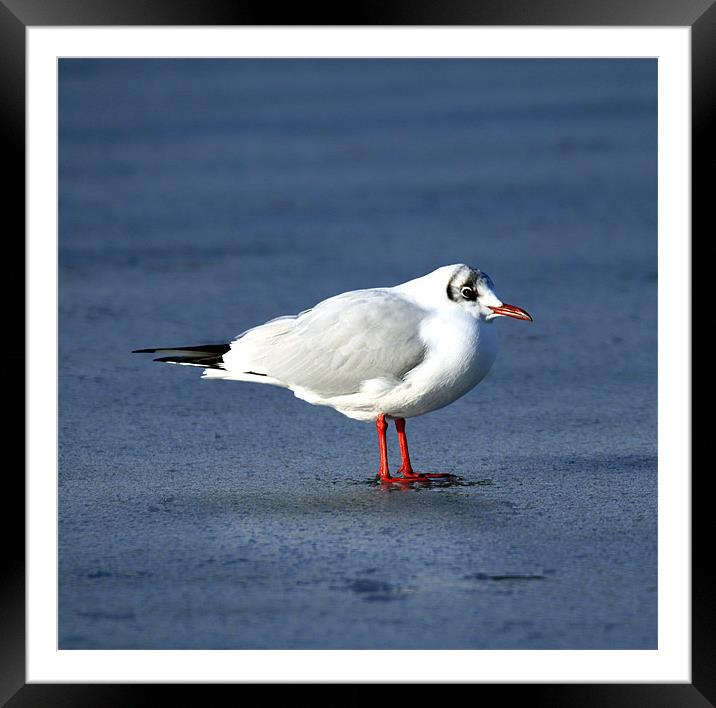 Standing on thin ice. Framed Mounted Print by allen martin