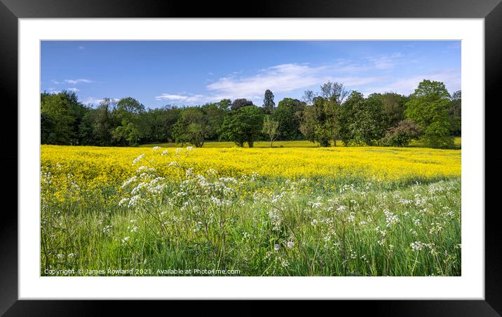 Rapeseed Fields Framed Mounted Print by James Rowland