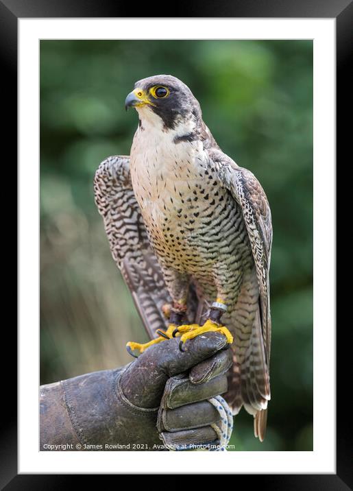 Peregrine Falcon Looking Framed Mounted Print by James Rowland