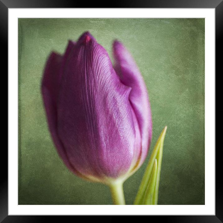 Purple Beauty Framed Mounted Print by James Rowland