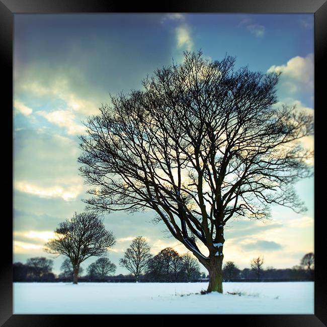 Winter trees Framed Print by James Rowland