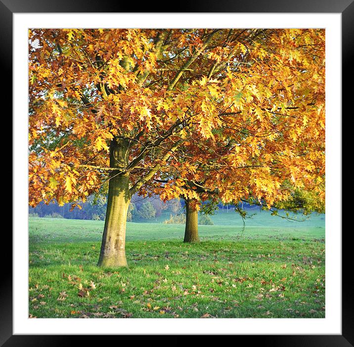 Autumn days Framed Mounted Print by James Rowland