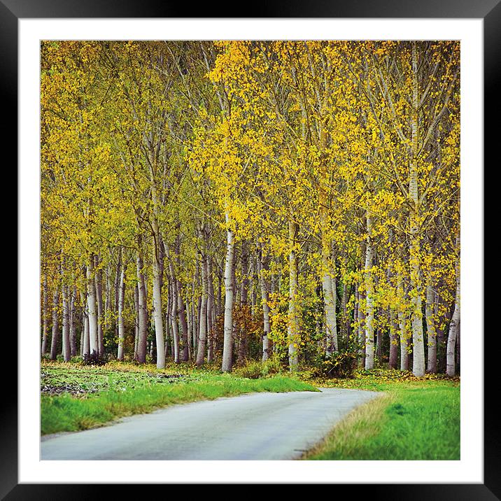 Autumn trees Framed Mounted Print by James Rowland