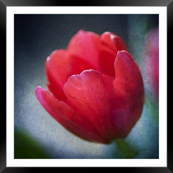 Red Tulip Framed Mounted Print by James Rowland