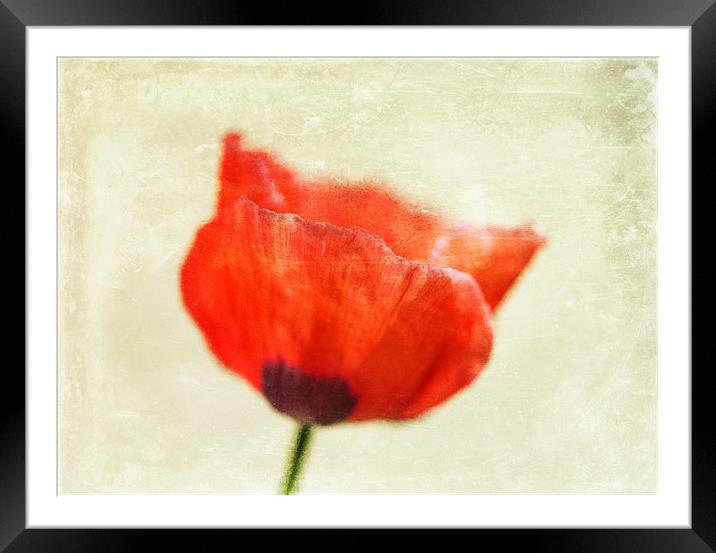 Lone Poppy Framed Mounted Print by James Rowland