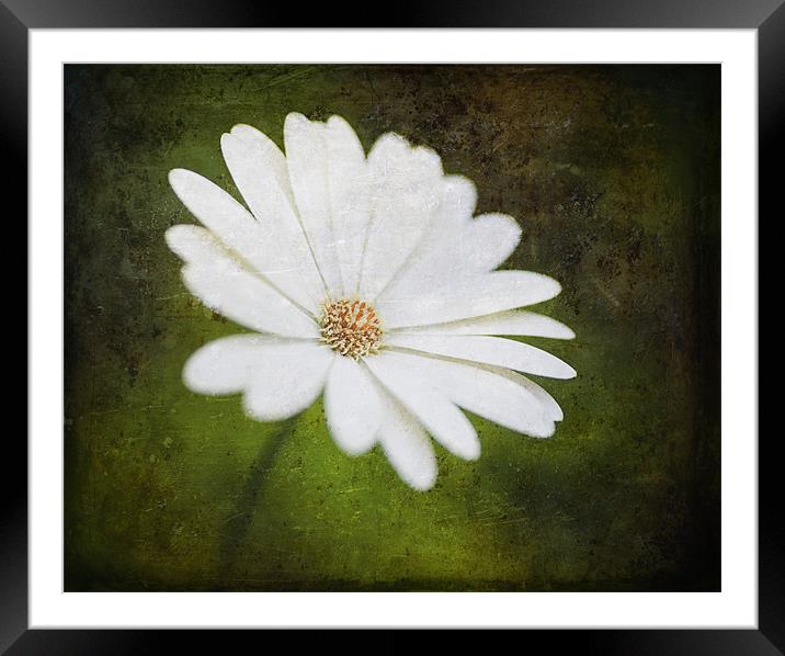 Cape Daisy Framed Mounted Print by James Rowland