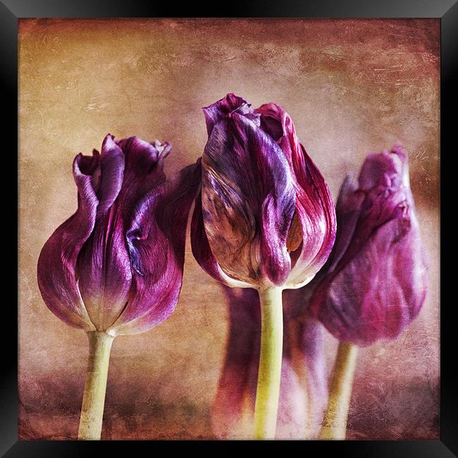Fading Tulips Framed Print by James Rowland