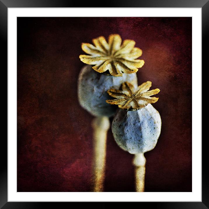 Dried Poppy Heads Framed Mounted Print by James Rowland