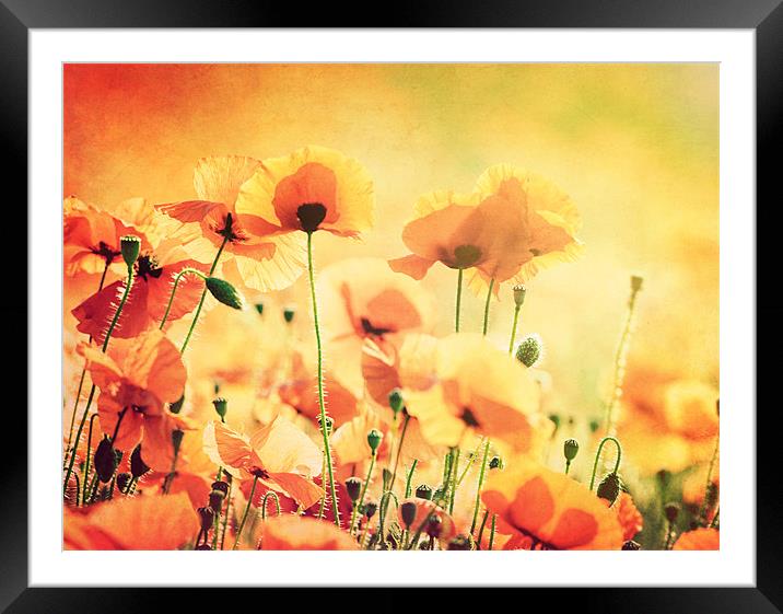 Sunlit Poppies Framed Mounted Print by James Rowland