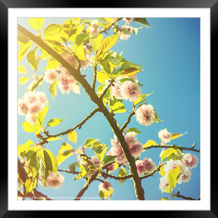 Vintage Blossom Framed Mounted Print by James Rowland