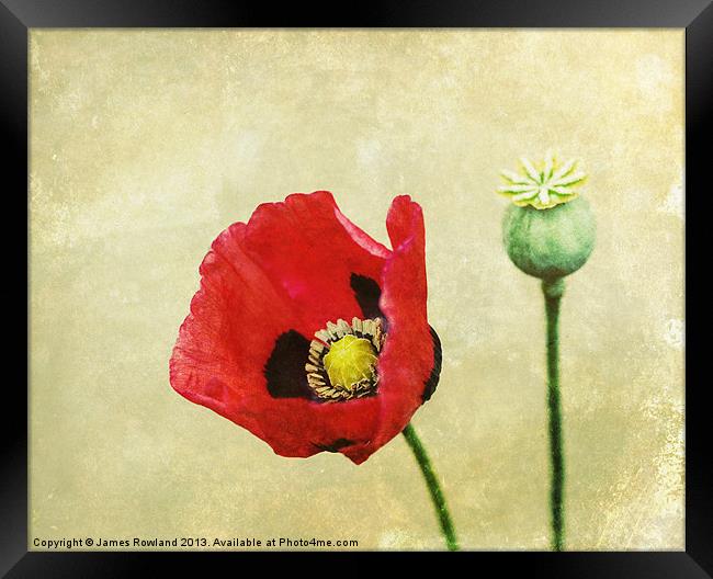 Poppy against the wall Framed Print by James Rowland