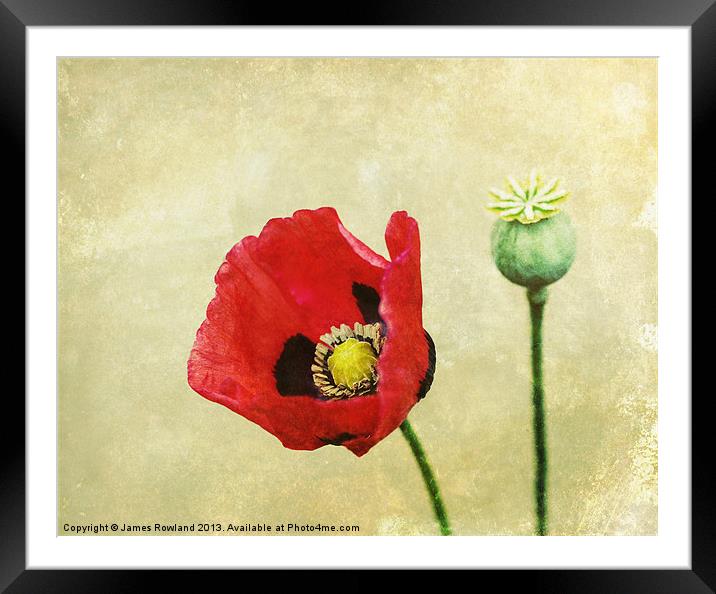 Poppy against the wall Framed Mounted Print by James Rowland